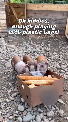 Piglets In A Breadbox ✨🐷🥖