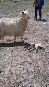 Himalayan 🐐 Goat 🐐... Himachali Life | Himachali Life