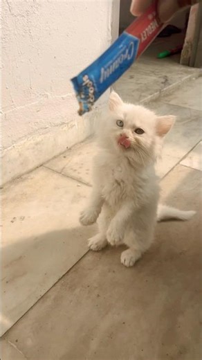 “Meet My Fluffy Persian Cat 😻 | Ultimate Cuteness!” #viral #pets