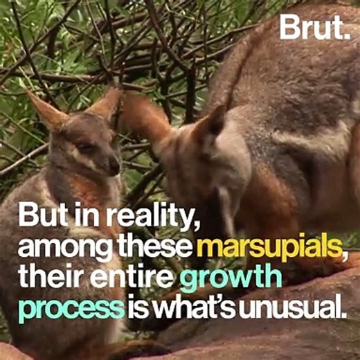 How marsupials are born