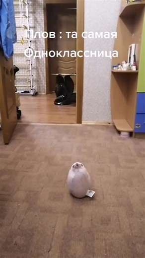 Delicious School Dinner Recipe: The Famous Plov