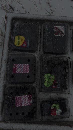 Winter Sowing in Containers: Get Ready for Spring