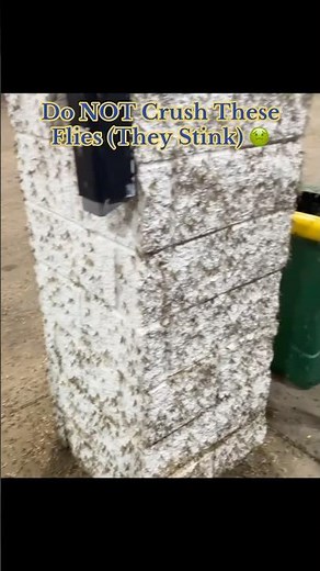 Do NOT Crush These Flies (They Stink) 🤢 #interesting