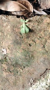 Don't let its appearance fool you! A netizen photographed an amazing bug that looks like a leaf in #Guangdong Province. As one of the most talented masters of disguise in nature, this bug, called a leaf insect, camouflages itself by looking like a leaf. #TrendinginChina | Xi's Moments