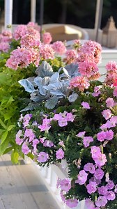 Window box Wednesday 🌸 I’m going to miss these days!! Today, I’m going to switch the window boxes out for fall on Sweet Pea Cottage! I will try to have her new look posted tomorrow so stay tuned! • • Have a beautiful day, garden friends! 🌸💗🌸 • • ##windowboxwednesday #windowboxes #cottagegarden #cottagegardenlove #mycottage #mycottagegarden #englishcottagegarden #MaineHomesMagazine #gardensofinstagram #courtyardgarden #perennialgardens #gardenanswer #countrygardens #gardengatemagazine #thecot