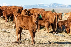 Why Cows Are Good, Not Bad, for the Climate and Humanity - Liberty Nation News