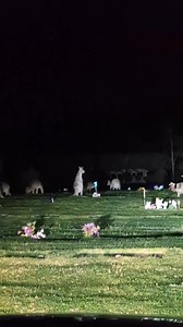 Kangaroo watching | Hopping Down to Aus