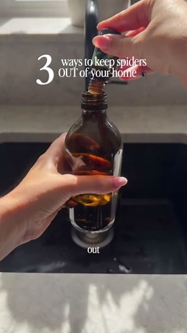 Simple tips to help keep spiders away