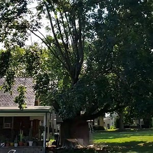 Timber! | BetterScapes Tree, Shrub & Lawn Service