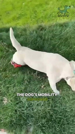 Labrador Walking with a Custom Wuvra Dog Brace | Real Support & Comfort