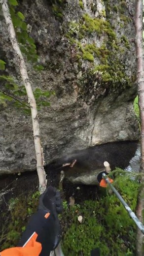 Birch tree growing between giant rocks 🌳🪨
