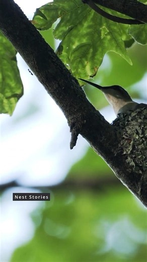 Can the hummingbird actually catch it? #satisfying #wildlife #shorts