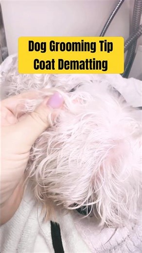 ✅ How to Fix A Matted Dogs Hair WITHOUT Shaving (Drop Coat Grooming Tips)