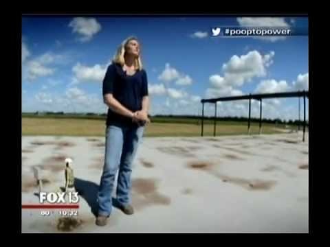 Poop to Power: How a Florida dairy farm turns cow manure into electricity