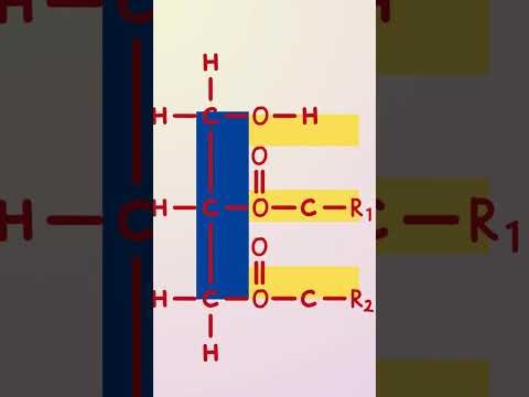 Why Is Butter Solid but Olive Oil Liquid? | Lipids in Edexcel IAL Biology
