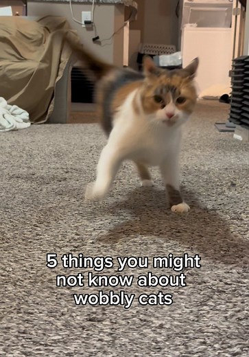 Understanding Wobbly Cat Syndrome (Cerebellar Hypoplasia)