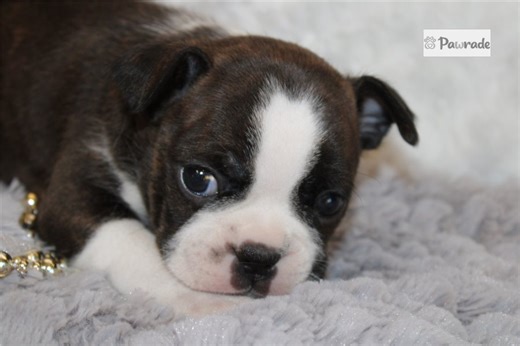 Celine - Boston Terrier Puppy B35B04