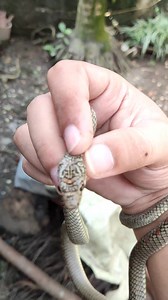 Paradise tree snake 🐍 flying snake 😊 mildly venomous. | Ativer vlg