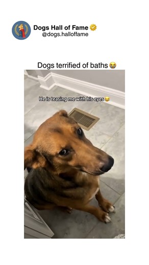 Dogs • Cute Dogs • Dog Videos | Dogs display bath fear through evolutionary and experiential factors making water confinement, loss of control, and sensory overwhelm... | Instagram