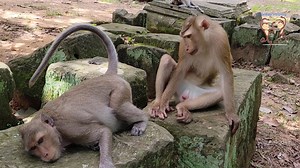 Wonderful! wild monkey Spring of Amber troop want get pregnant baby hybrid tries request from pigtail monkey Tom 🐵🐒🙊 #monkeys #wildmonkeys | Monkey Helping