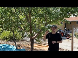 Almond Harvest-Shake Your Tree!