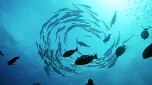 Life on the Reef - Introduction to the Great Barrier Reef - Twin Cities PBS