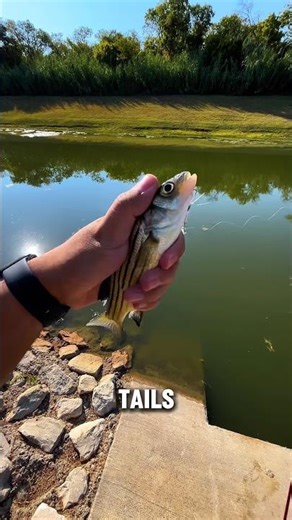 ROOSTERS🔥 #bassfishing #fisherman #fishing #sportfishing #fishingshorts #fishinglife #fishingvideo