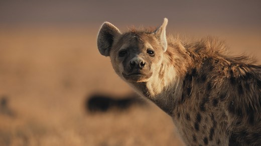 Sir David Attenborough's Mammals - Discover how remarkable wildlife stories were captured on camera