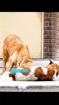 we catch a thief subscribe 🙏🙏