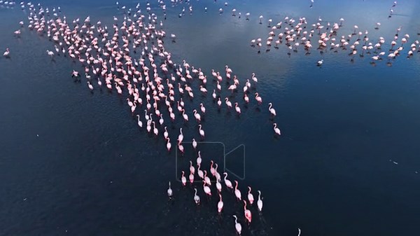 Top view of flamingo flock formation in dark water. High angle aerial shot of pink flamingos swimming and wading in deep blue lake water forming an arrow shape Stock Video Footage - Alamy