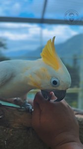 Smallest one in sulpher crested cockatoos | Kerala Pet Farms