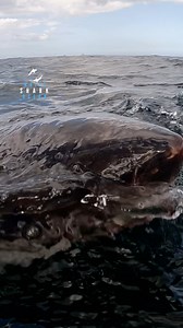 Predator Great White Shark Appearing From Under The Surface | White Shark Ocean