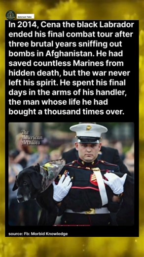 The War Dog Who Carried the Weight of the Front Lines#viral