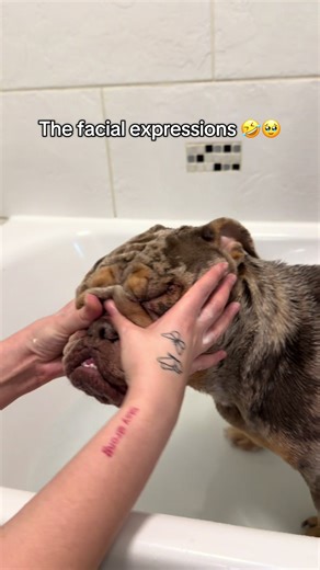 Bathe My Bulldog with Me: ASMR Bath Time