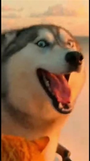 Orange Cat & Husky Go JETSKIING 🐱🐶 #Orangecat #husky