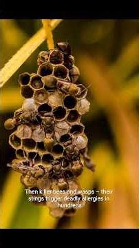 The Deadliest Insects on Earth That Kill Hundreds of Thousands! #wildtv #facts #wildliferescue #anim