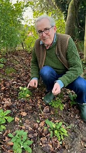 Picking primroses (Primula vulgaris) from the garden with Rory O’Connell. 🌸 Both the flowers and the young leaves are edible, provided they haven’t been sprayed with anything and pets haven’t been too near. Their flavour is mild and clean, lovely in a simple salad, scattered over a dessert, or used to decorate a cake. 🍃 Primroses are naturally rich in vitamin C and have a long history in the kitchen as well as in traditional herbal use, valued as much for their gentleness as their beauty. 🌿 |