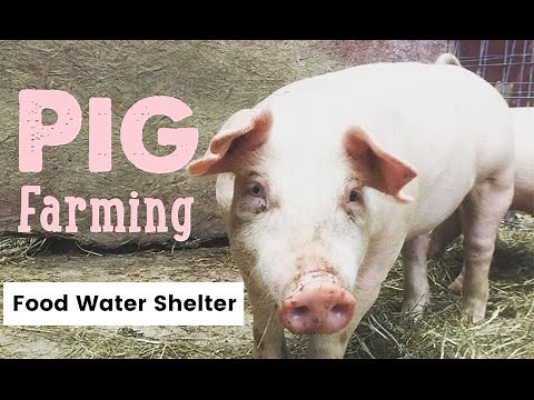 Pig Farming... What you for raising pigs - Waterers, Feeders and Housing