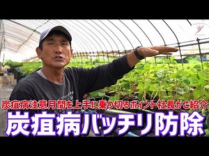 【いちご栽培】炭疽病をバッチリ予防する