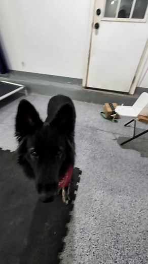 25 reactions · 8 comments | One of our favorite tricks, fetching the mail! We haven't practiced this one in months and she remembered it after just a couple reps! Fun fact: Revel has all the Do More With Your Dog trick titles you can earn! Some of her favorites: getting a beer from the fridge, putting away laundry, chess, putting herself in the kennel and closing the door! | Element Shilohs | Facebook