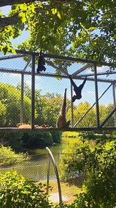 21K views · 877 reactions | The perfect Sunday for a relaxing gibbon family trip through the Zoo360 Trails  | Philadelphia Zoo | Facebook