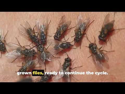 💀 5 of the Most Disgusting Insects You’ll Ever Encounter!