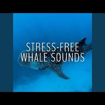 Whale Sound