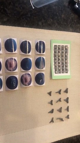 24 Fossilized Shark Teeth With ID Chart & Stickers - Etsy
