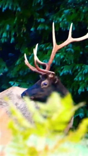 Eliot!! Would you shoot this bull? #elk #hunting #wmat #arizona #wildlife