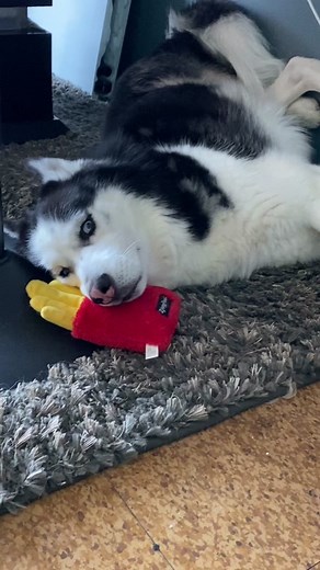 Adorable Husky Playing with Toys