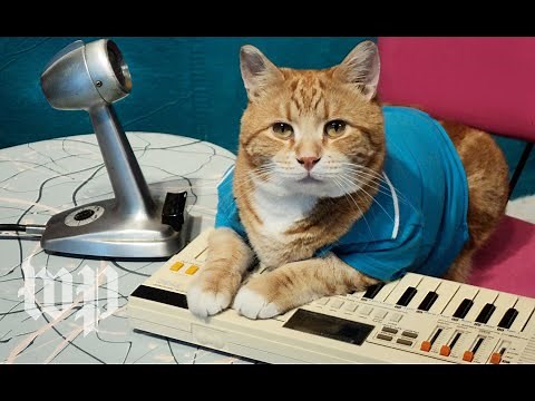 A look back at the life of Bento, the Keyboard Cat