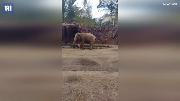 Elephant alerts zookeeper after antelope pal falls In pool