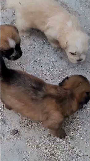 Pomeranian Shih Tzu Mix ❤️ #adorablepets #puppylove #fluffycompanions