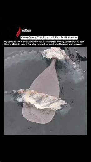 The Creature That Grows at Impossible Speed #pyrosome #sealife #shorts